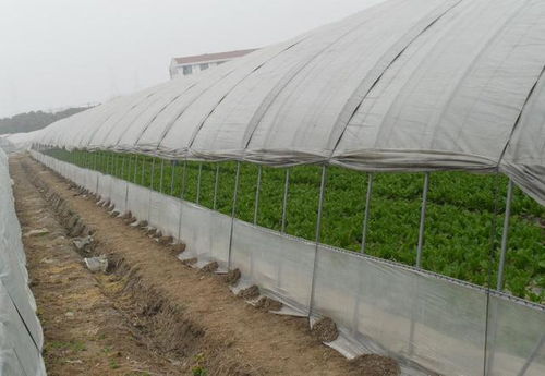 温室大棚建设中大棚薄膜卷筒液压切断机的性能分析